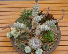 Table-Top Succulent Planter