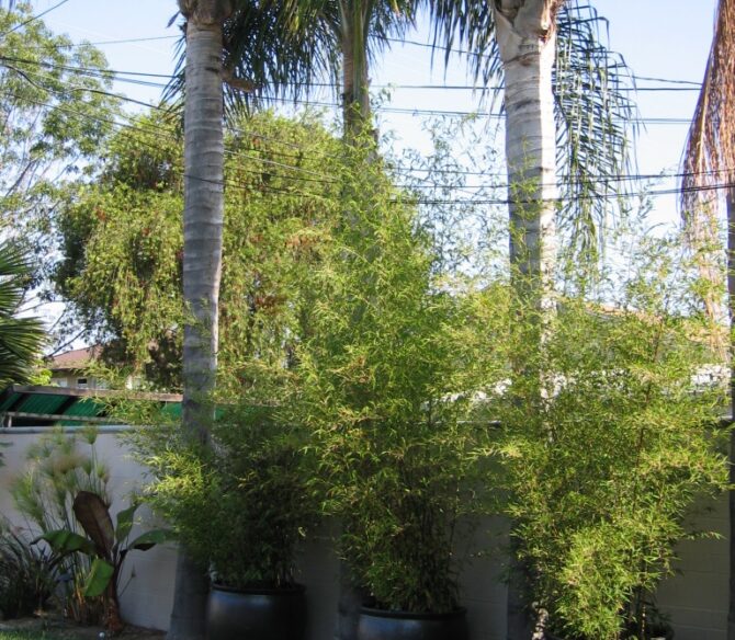 Tropical Plants San Diego Garden